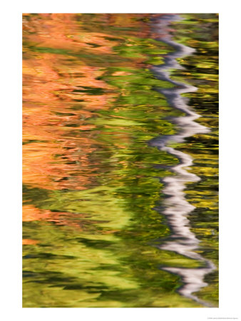 Refections Of Fall Foliage And Birch Trees In Pond, Acadia National Park, Maine, Usa by Joanne Wells Pricing Limited Edition Print image