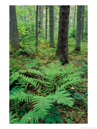 Ferns In The Understory Of A Lowland Spruce-Fir Forest, White Mountains, New Hampshire, Usa by Jerry & Marcy Monkman Pricing Limited Edition Print image