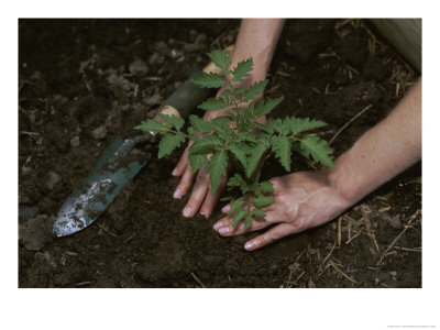 A Woman Plants A Tomato Plant In Her Garden by Taylor S. Kennedy Pricing Limited Edition Print image