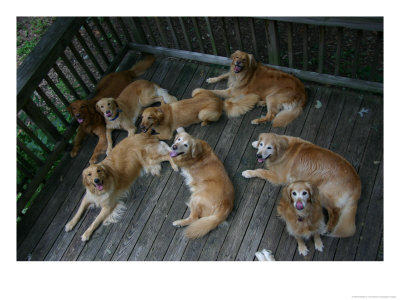A Happy Group Of Golden Retrievers Relax Together by Stephen St. John Pricing Limited Edition Print image