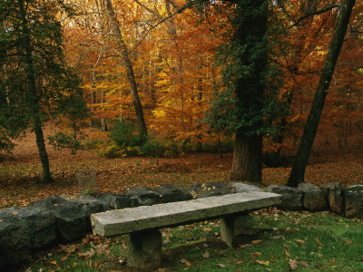 A Bench In A Wooded Setting Of Trees In Fall Foliage by Melissa Farlow Pricing Limited Edition Print image