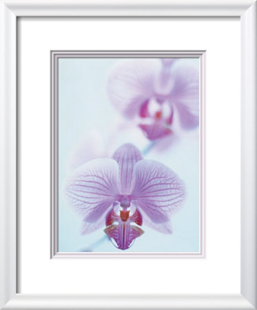 Two Orchids by Amy Neunsinger Pricing Limited Edition Print image