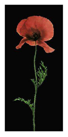 Poppy by Andrea Fontana Pricing Limited Edition Print image