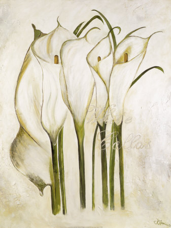 White Callas by Heidi Gerstner Pricing Limited Edition Print image
