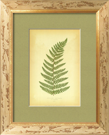 Fern V by Edward Lowe Pricing Limited Edition Print image