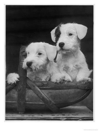 Two Unnamed Sealyhams Sitting In A Trug by Thomas Fall Pricing Limited Edition Print image
