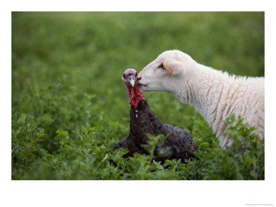 A Katahdin Lamb Gives A Bronze Turkey A Kiss On A Farm In Kansas by Joel Sartore Pricing Limited Edition Print image