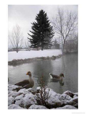 Two Ducks Sit Quietly On A Calm Pond In Winter by Taylor S. Kennedy Pricing Limited Edition Print image