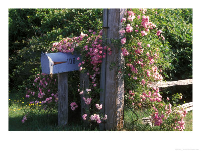 A Climbing Rose On A Pole Near A Mailbox by Darlyne A. Murawski Pricing Limited Edition Print image