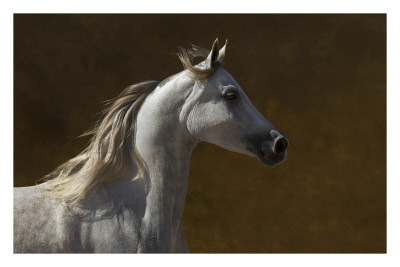 Grey Prancer Ii by Robert Dawson Pricing Limited Edition Print image