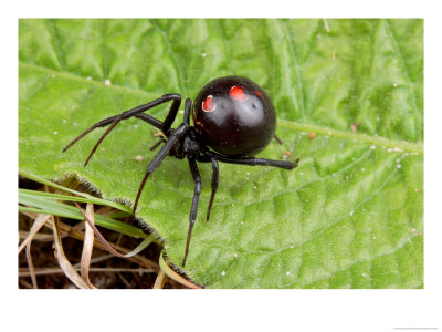 A Female Black Widow Spider, Latrodectus Mactans, On A Leaf by George Grall Pricing Limited Edition Print image