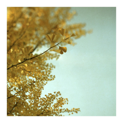 Ginkgo Ii by Alicia Bock Pricing Limited Edition Print image