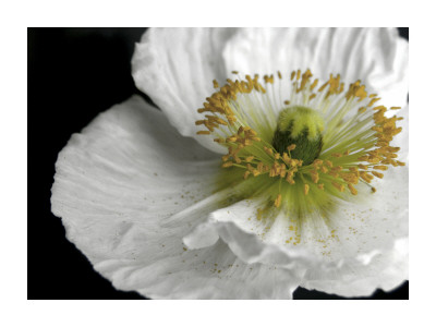 Pollen by Alicia Bock Pricing Limited Edition Print image