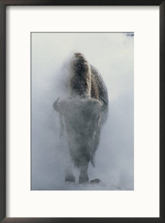 Ghostly Bison In Steam During Winter, Yellowstone National Park by Norbert Rosing Pricing Limited Edition Print image