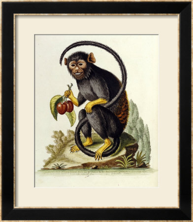 A Little Black Monkey Brought From The West Indies By Commodore Fitzroy Lee by George Edwards Pricing Limited Edition Print image