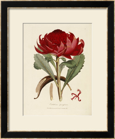A Specimen Of The Botany Of New Holland by James Edward Smith Pricing Limited Edition Print image