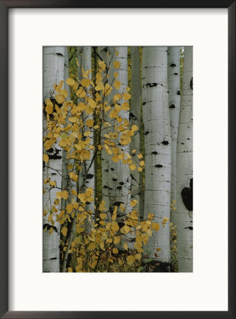 Autumn Foliage And Tree Trunks Of Quaking Aspen Trees In The Crested Butte Area Of Colorado by Marc Moritsch Pricing Limited Edition Print image