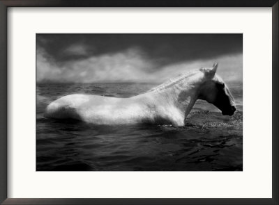 White Horse Swimming by Tim Lynch Pricing Limited Edition Print image