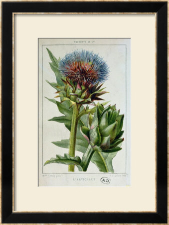 Artichoke, Botanical Plate by Marguerite Buret Pricing Limited Edition Print image