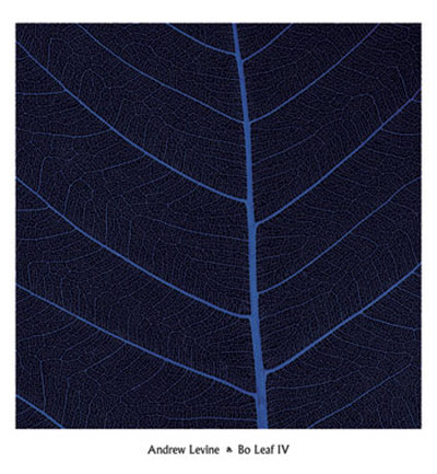 Bo Leaf Iv by Andrew Levine Pricing Limited Edition Print image