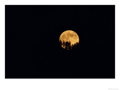 Full Moon Seen Through Trees by Fogstock Llc Pricing Limited Edition Print image