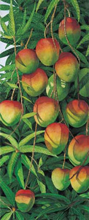 Mango by Penny Gupton Pricing Limited Edition Print image