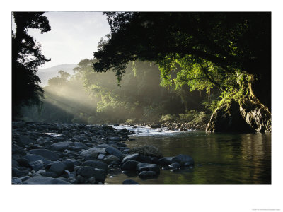 Rays Of Sunlight Shining On A Stone-Filled Creek In A Woodland Setting by Tim Laman Pricing Limited Edition Print image