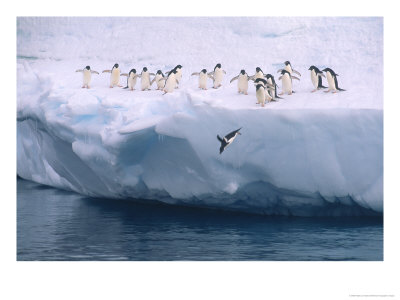 A Group Of Adelie Penguins Taking Turns Leaping Off An Iceberg by Ralph Lee Hopkins Pricing Limited Edition Print image
