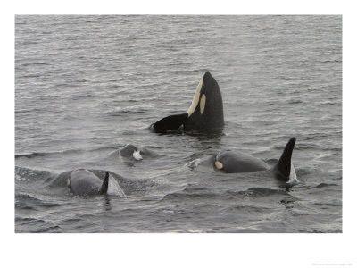 A Pod Of Killer Whales With One Of Them Spy Hopping by Ralph Lee Hopkins Pricing Limited Edition Print image