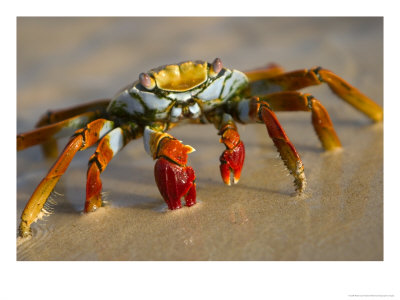 A Sally Lightfoot Crab Crawls Along The Sandy Shore by Ralph Lee Hopkins Pricing Limited Edition Print image