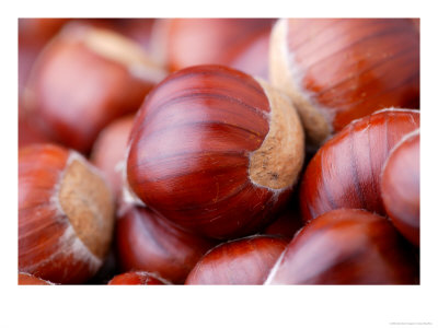 Castanea Sativa (Sweet Chestnut), Close-Up Of Nuts by Susie Mccaffrey Pricing Limited Edition Print image