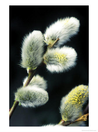 Salix Capiea (Pussy Willow), Close-Up Of Catkins, February by Michele Lamontagne Pricing Limited Edition Print image