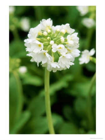 Drumstick Primula by Mark Bolton Pricing Limited Edition Print image