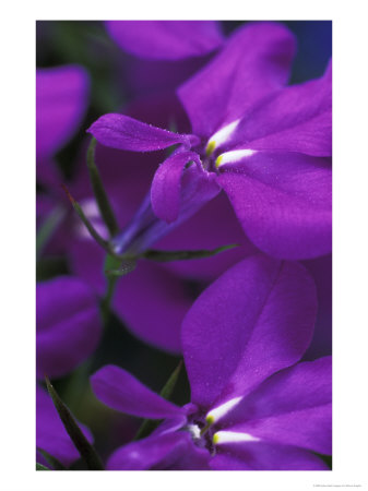 Lobelia Erinus Cambridge Blue, Close-Up Of Purple Flower by Steven Knights Pricing Limited Edition Print image
