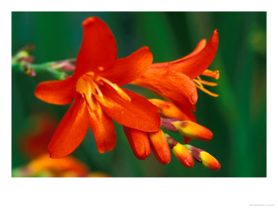 Crocosmia Walberton Red, Close-Up Of Red Flower Heads by Lynn Keddie Pricing Limited Edition Print image