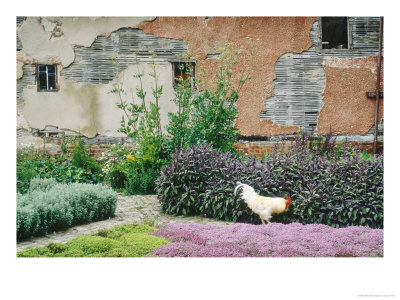 Formal Herb Garden Thyme by Jacqui Hurst Pricing Limited Edition Print image
