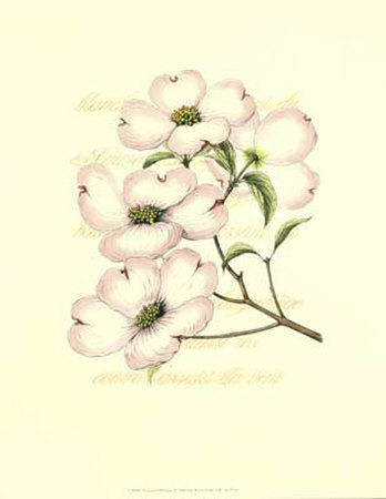 Dogwood Blossom by Silva Pricing Limited Edition Print image