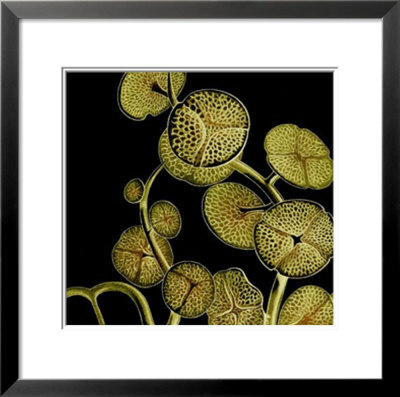 Taler by Lisa Steinkamp Pricing Limited Edition Print image