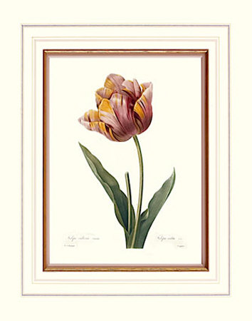 Tulip by Pierre-Joseph Redoute Pricing Limited Edition Print image