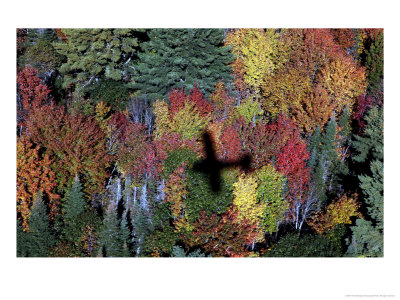 A Small Aircraft's Shadow Is Surrounded By Fall Foliage Color, Wiscasset, Maine, October 9, 2006 by Pat Wellenbach Pricing Limited Edition Print image