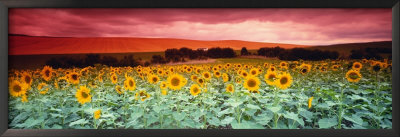Sunflowers, Corbada, Spain by Panoramic Images Pricing Limited Edition Print image