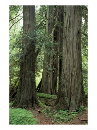 Western Red Ceders In Grove Of Patriarchs, Mt. Rainier National Park, Washington, Usa by Jamie & Judy Wild Pricing Limited Edition Print image
