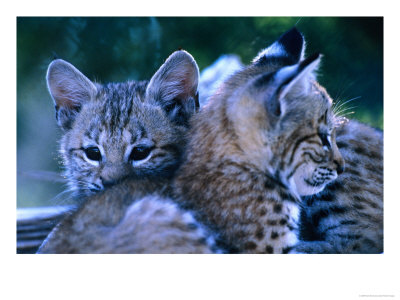 Bobcats (Felis Rufus), U.S.A. by Mark Newman Pricing Limited Edition Print image