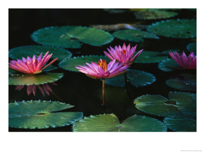 Beautiful Pink Water Lily Flowers In Bloom by Wolcott Henry Pricing Limited Edition Print image