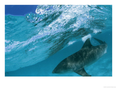 A Tiger Shark Cruising Blue Waters Just Under A Wave by Bill Curtsinger Pricing Limited Edition Print image