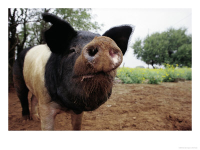 Curious Pig by Allen Russell Pricing Limited Edition Print image