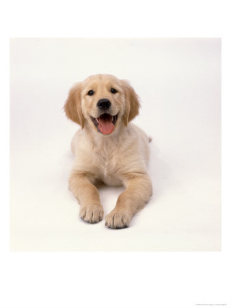 Golden Retriever Puppy by Steven Begleiter Pricing Limited Edition Print image