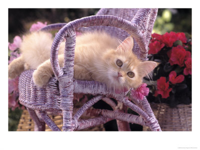 Domestic Cat Lounging On A Wicker Chair Outdoors by Richard Stacks Pricing Limited Edition Print image