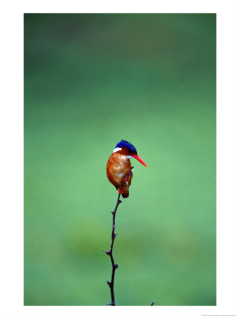 Malachite Kingfisher, Alcedo Cristata Galerita by Elizabeth Delaney Pricing Limited Edition Print image