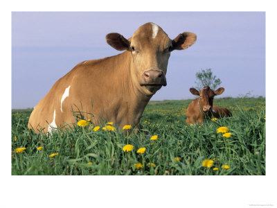 Guernsey Cow And Calf In Field Of Dandelions, Il by Lynn M. Stone Pricing Limited Edition Print image